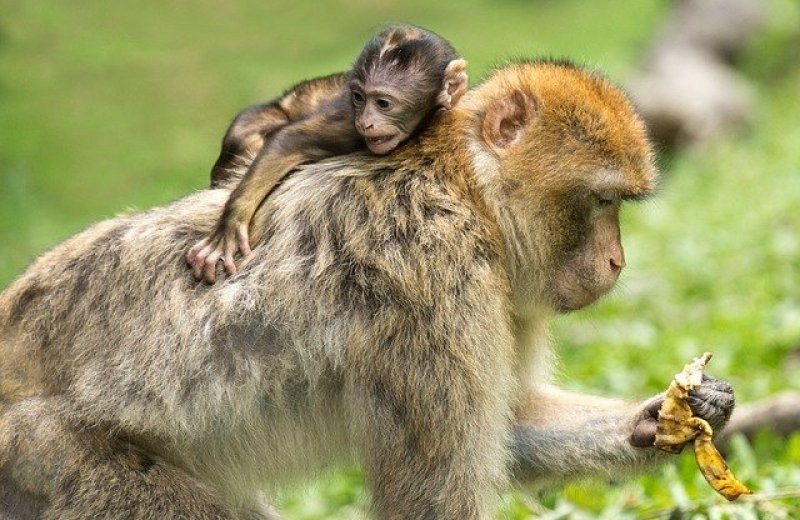 Barbary macaques 450149640
