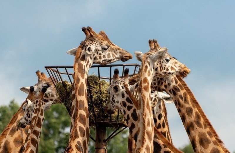 Camping bij beekse bergen 6800f8088d220