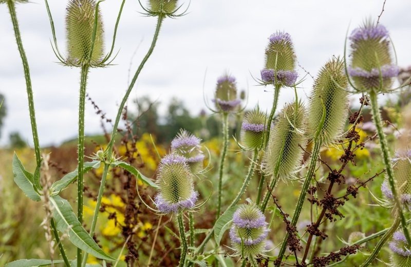 Camping t veerhuys 8388