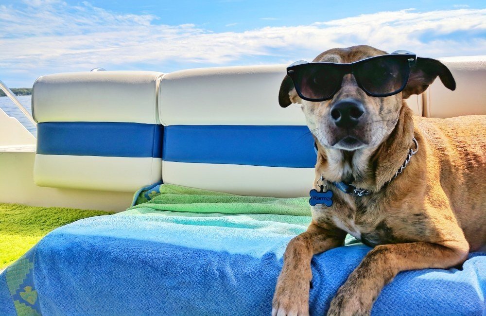 hondvriendelijke camping roermond